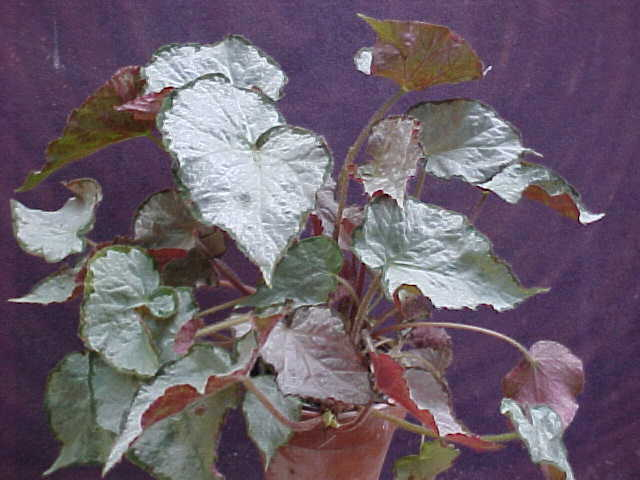 B. ‘Gay Paree’